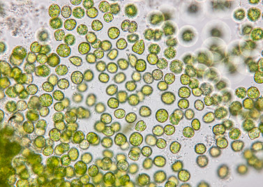 Microbial proteins: microalgae