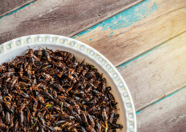 Insect-based proteins: crickets